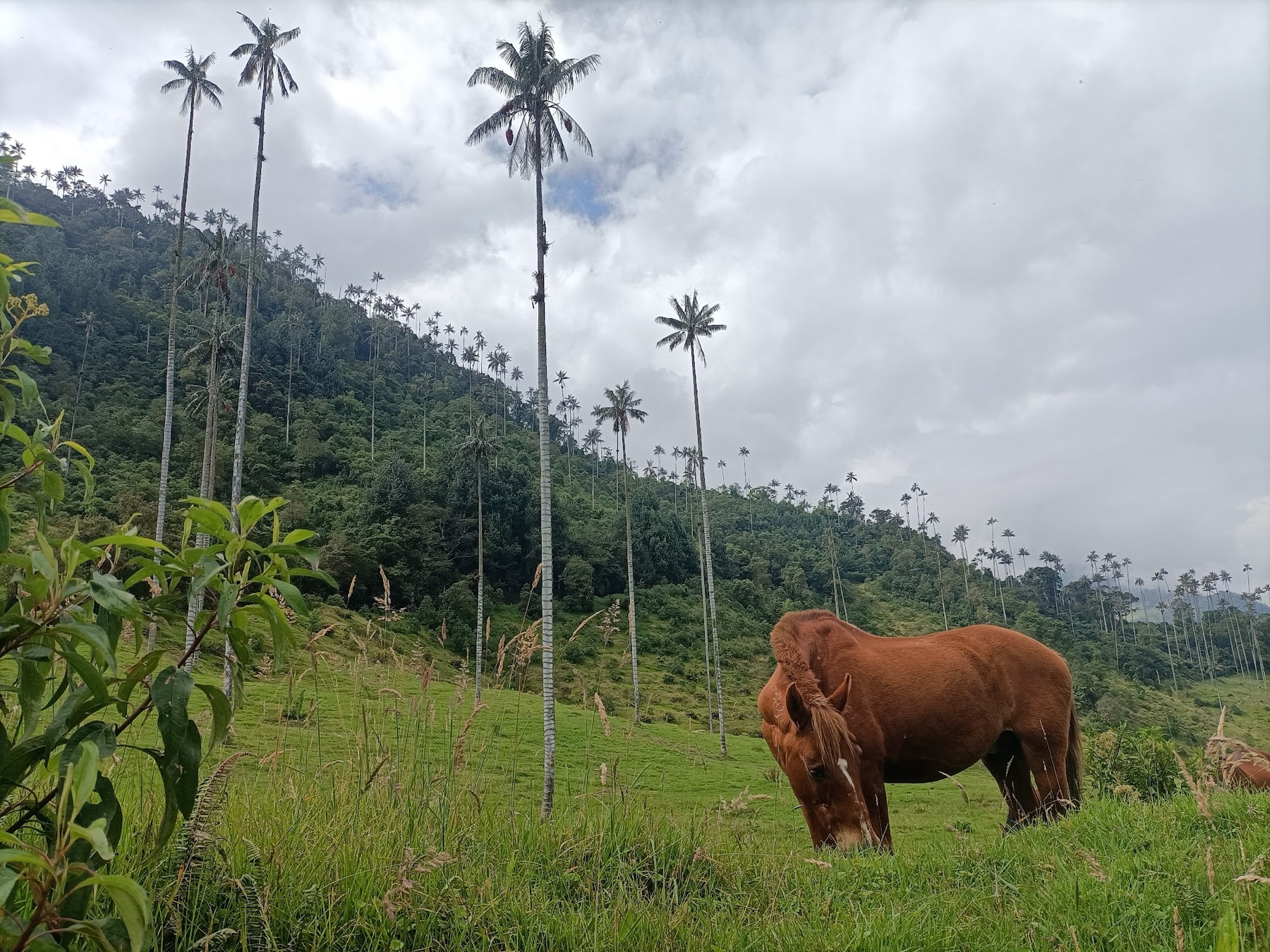 Cheval et palmiers de cire dans la vallée de Cocora en Colombie
