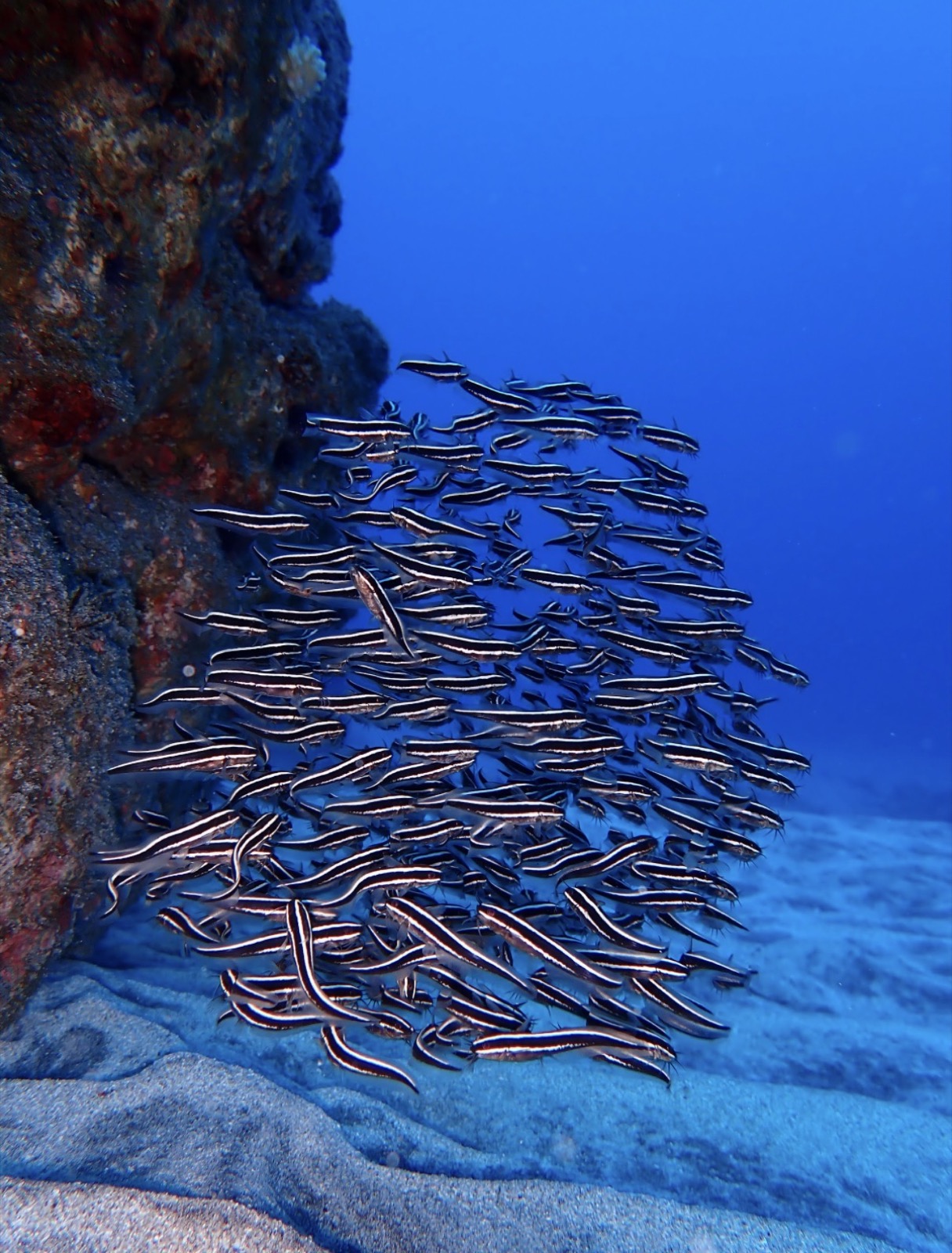 Fonds marins découverts pendant les voyages de Charlotte entre ses deux séjours en Amérique du Sud